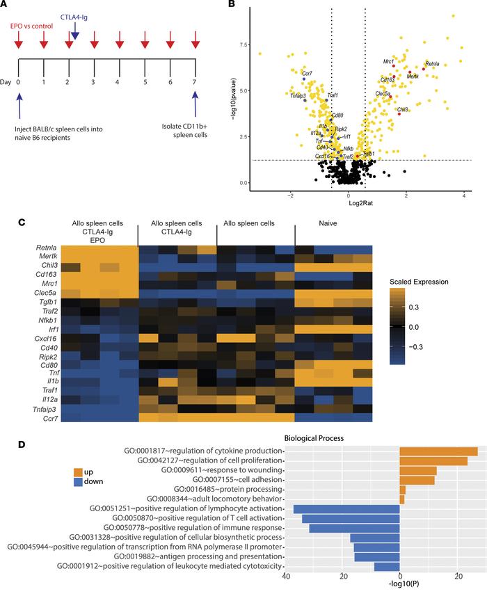 EPO alters monocyte gene expression profiles.
(A) Experimental design. (...