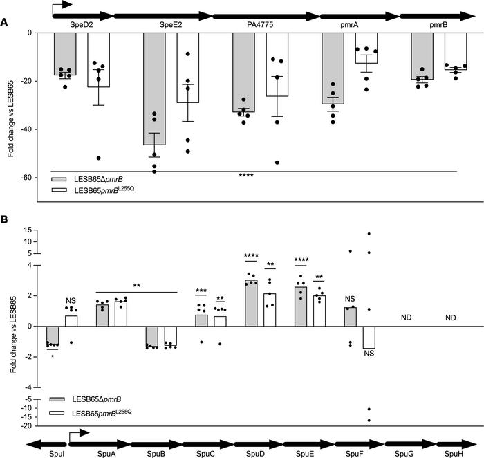 Loss of PmrB influences the relative abundance of polyamine synthesis an...