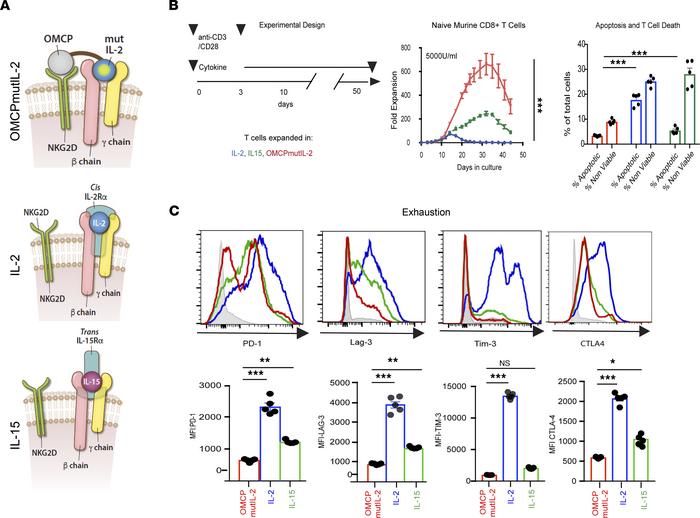 OMCPmutIL-2 mediates superior CD8+ T cell expansion accompanied by less ...