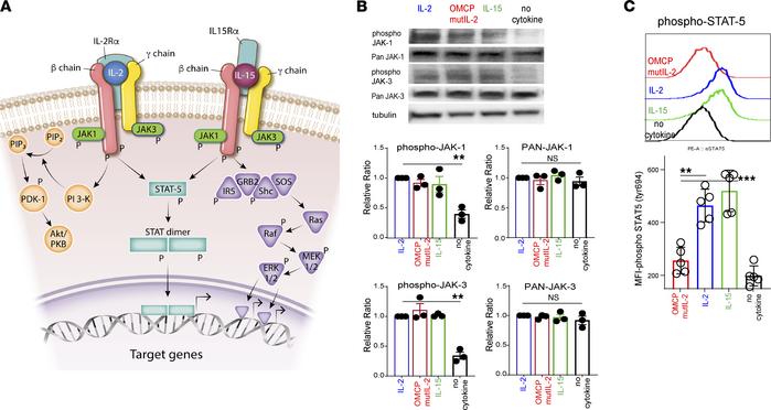 OMCPmutIL-2 facilitates JAK phosphorylation but does not signal through ...