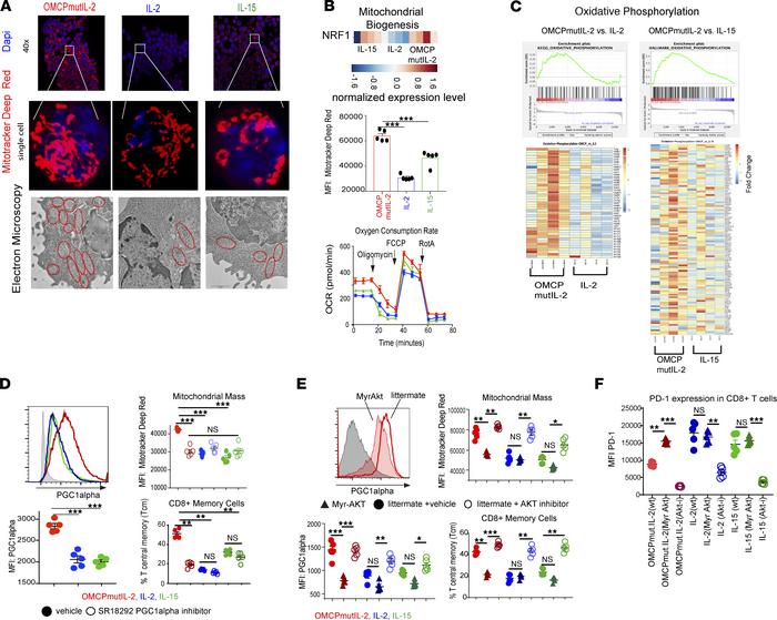 OMCPmutIL-2 facilitates mitochondrial biogenesis by avoiding chronic AKT...
