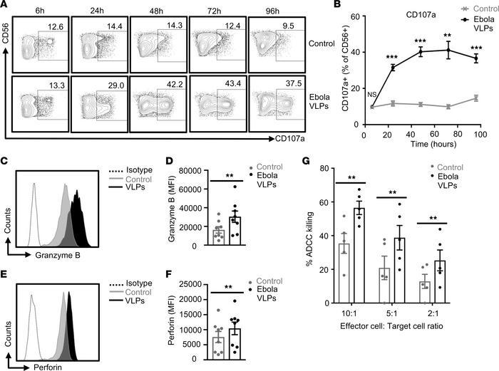 Degranulation and cytotoxic function of NK cells are enhanced by exposur...