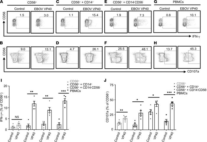 CD14+ and CD14–CD56– accessory cells are required for the EBOV VP40-indu...