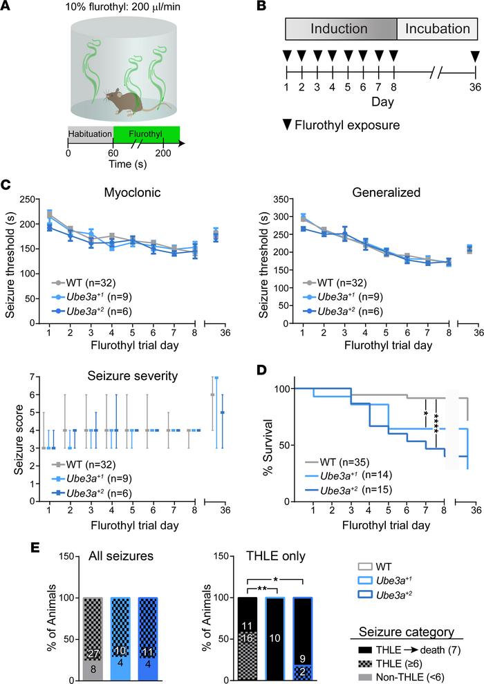 
Ube3aOE mice exhibit enhanced susceptibility to seizure-associated deat...