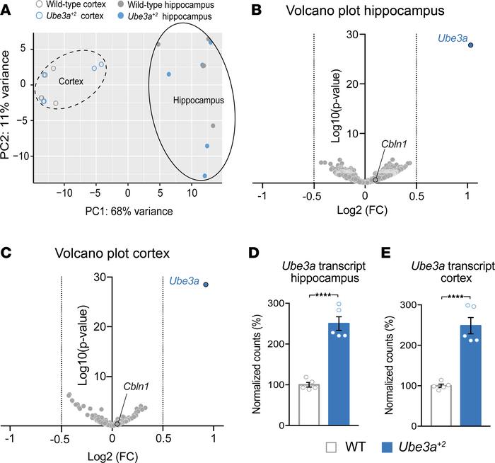 RNA-Seq reveals no significant transcriptional changes due to UBE3A over...