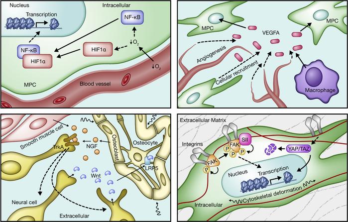 Extrainflammatory pathways that regulate HO formation.
Contemporary work...