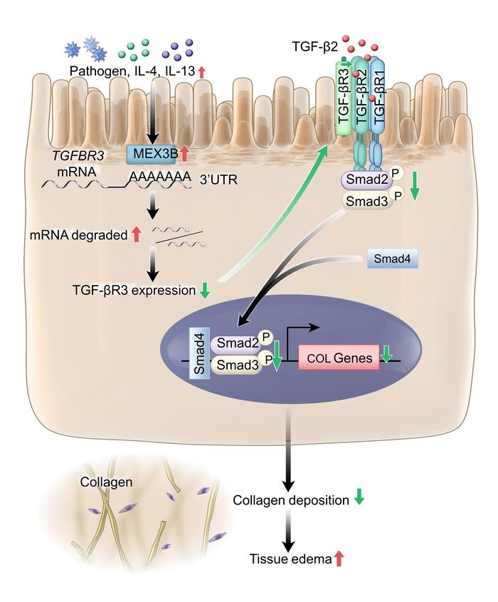 graphical abstract