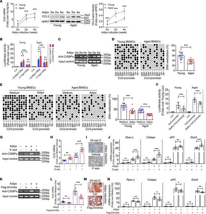 DNA hypomethylation in the CCL3 promoter region facilitates C/EBPα-activ...