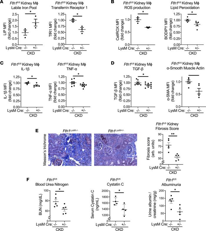 JCI Insight Iron therapy mitigates chronic kidney disease progression