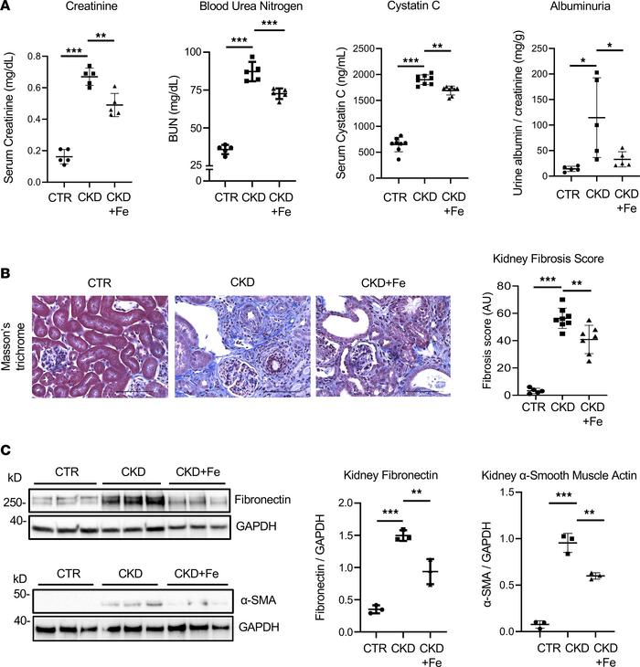 JCI Insight Iron therapy mitigates chronic kidney disease progression
