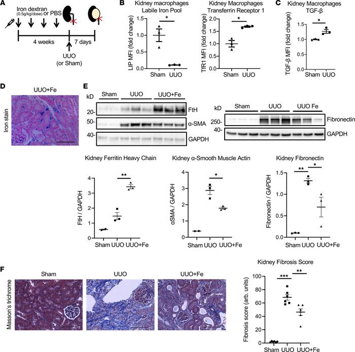 JCI Insight Iron therapy mitigates chronic kidney disease progression