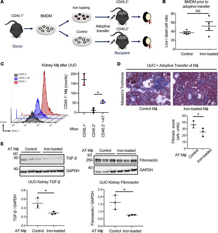 Adoptive transfer of iron-loaded macrophages limits kidney fibrosis in m...