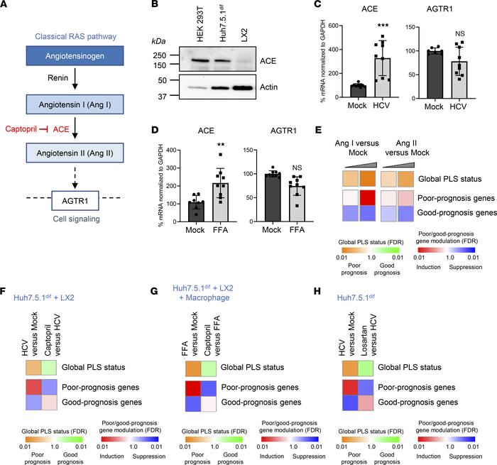Activation of ACE signaling pathway induces the poor-prognosis PLS assoc...