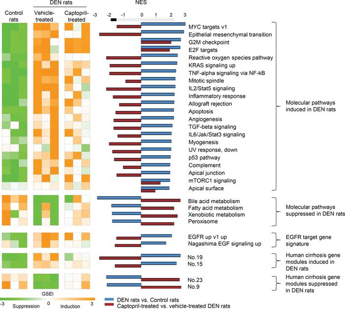 Dysregulated modular pathways in the DEN rats and their modulation by ca...