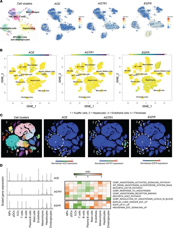 Single-cell RNA-Seq from patient liver tissues uncovers that liver RAS a...
