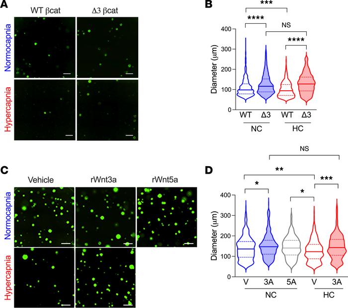 Activation of βcat signaling rescues AT2-proliferative capacity during h...