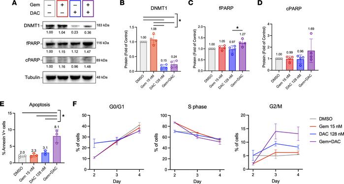 Gem + DAC induces apoptosis and cell cycle arrest.
(A–D) Representative ...