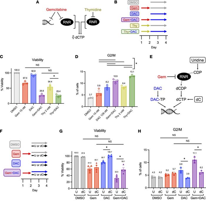 Decreased cellular dCTP drives increased efficacy of Gem + DAC.
(A) Gem ...