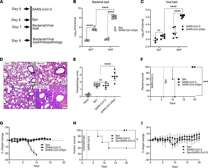 Viral/bacterial loads, histopathology, morbidity, and mortality in SARS-...