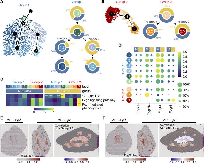 Kidney macrophages show deranged cell state trajectories in lupus nephri...