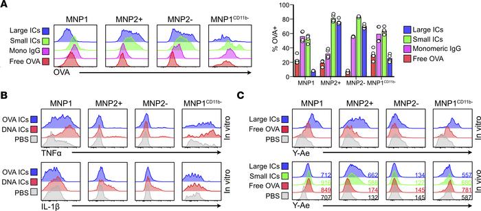 Kidney macrophages produce cytokines and present antigen upon IC uptake....