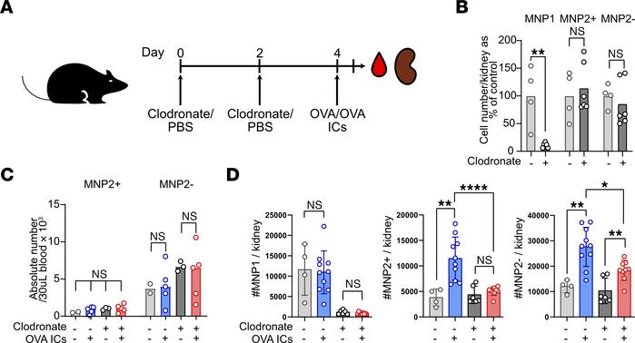 TrMacs orchestrate IC-dependent monocyte recruitment.
(A) Illustration o...
