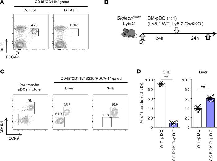 Adoptive transfer of Ccr9–/– pDCs results in efficient migration of pDCs...