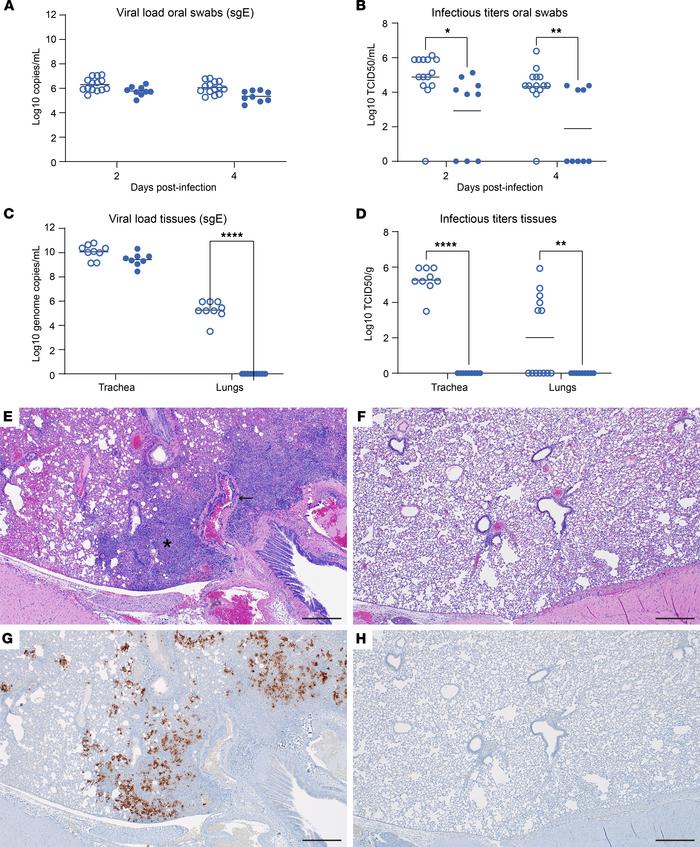 Efficacy of MK-4482 on upper and lower respiratory tract viral load, inf...