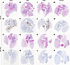 Efficacy of MK-4482 on lung tissue from hamsters infected with SARS-CoV-2 A