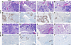 Efficacy of MK-4482 on lung pathology in hamsters infected with multiple SA