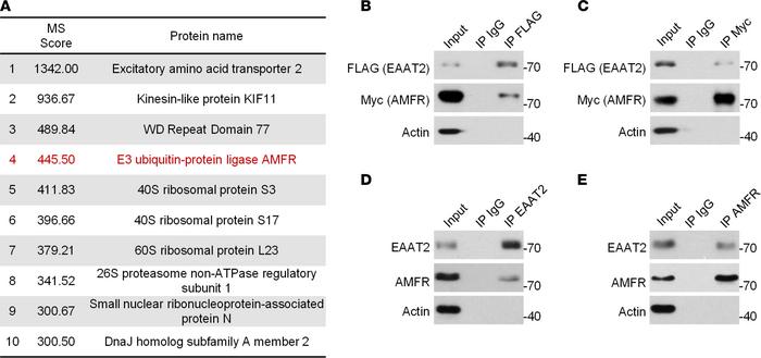 Identification of the interaction between EAAT2 and AMFR.
(A) List of EA...