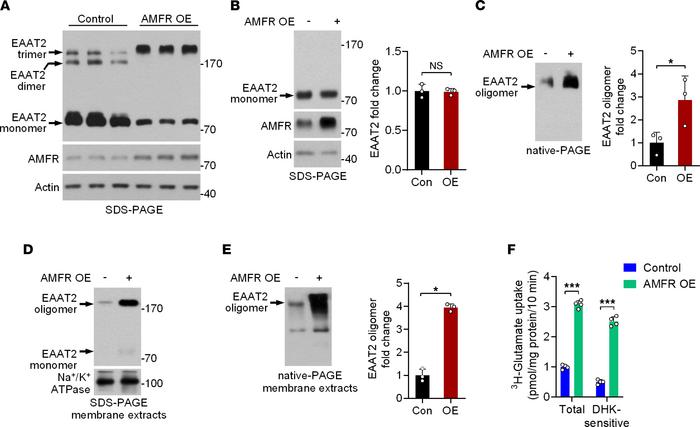 The effects of AMFR expression on EAAT2 oligomer levels.
(A) SDS-PAGE fo...