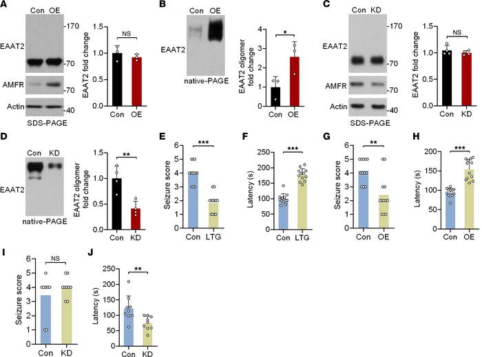 The antiepileptic effects of AMFR expression in the pentylenetetrazol-in...