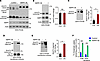 The effects of AMFR expression on EAAT2 oligomer levels.