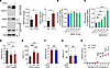 APAP upregulates AMFR protein expression and exhibits antiepileptic effects