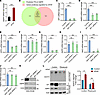 APAP upregulates AMFR protein expression through the transcription factor S