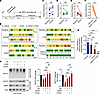 The antiepileptic effects of APAP in a mouse model of chronic TLE.