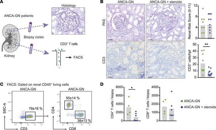 Glucocorticoid treatment rapidly reduces the renal CD4+ T cell infiltrat...