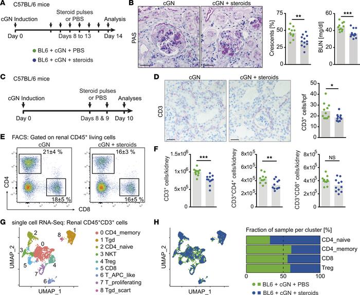 Glucocorticoids reduce the renal CD4+ T cell infiltrate in murine cGN.
(...