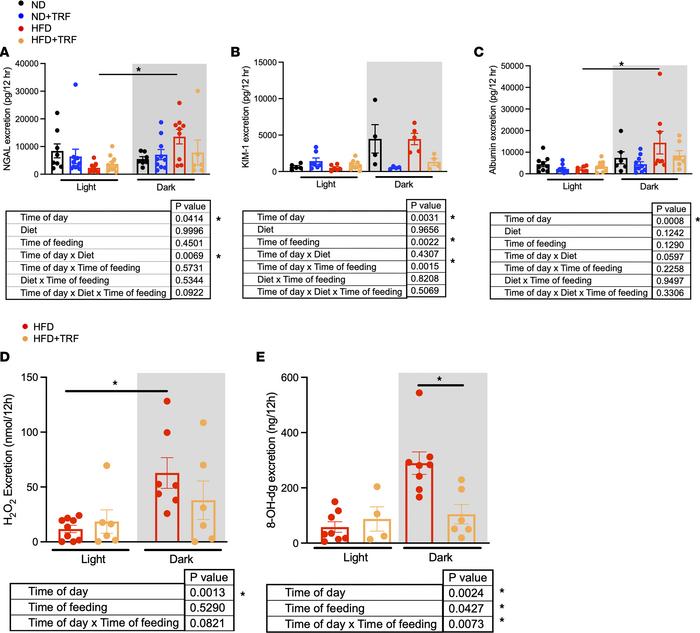 TRF reduces the urinary excretion of kidney damage markers in HFD mice.
...