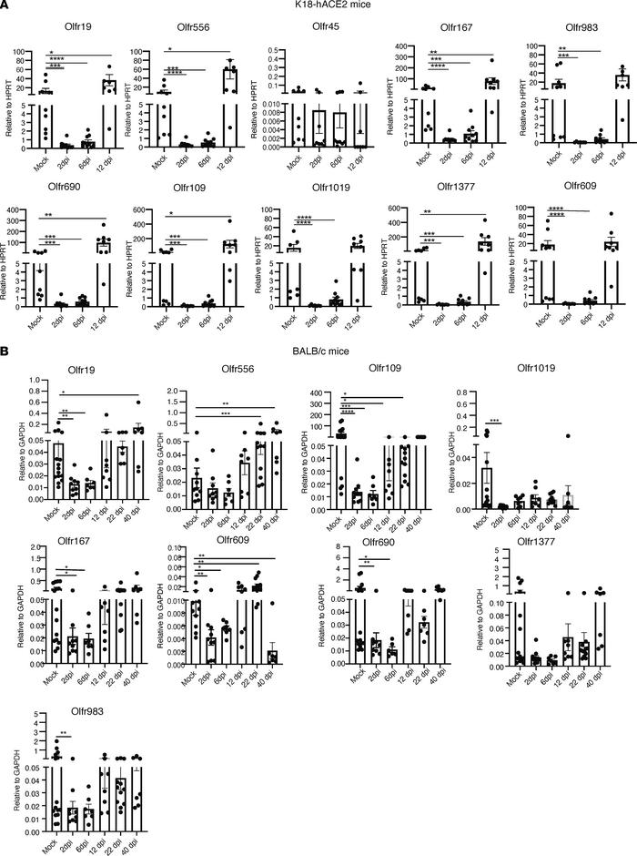 SARS-CoV-2 infection results in altered OR gene expression.
OR mRNA expr...
