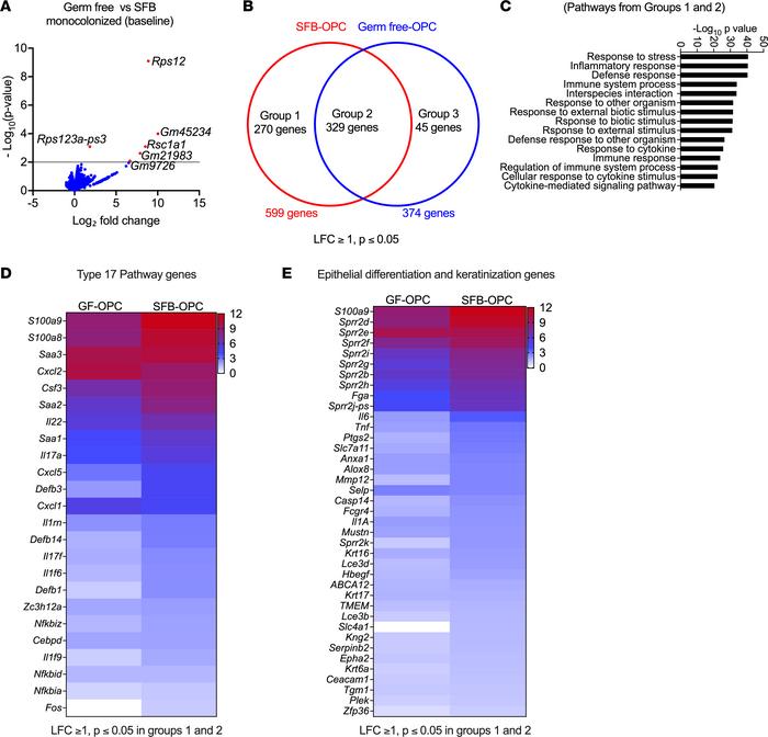 SFB mono-colonization modulates oral transcriptional responses during OP...
