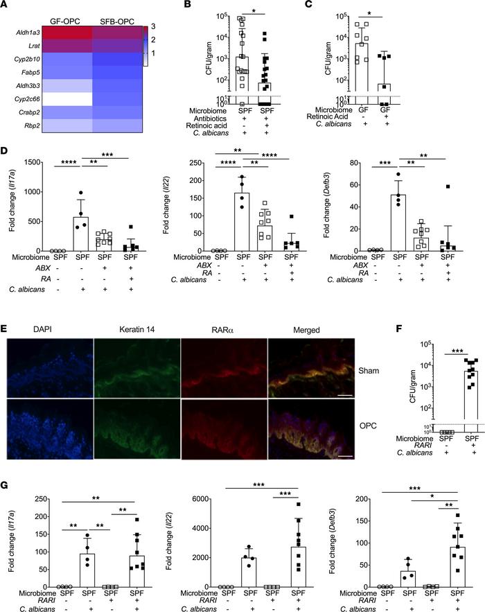 The RA pathway is induced by SFB mono-colonization and promotes immunity...
