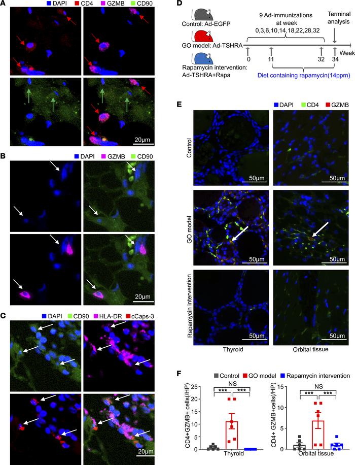 Rapamycin significantly decreases CD4+ CTL accumulation and suppresses t...