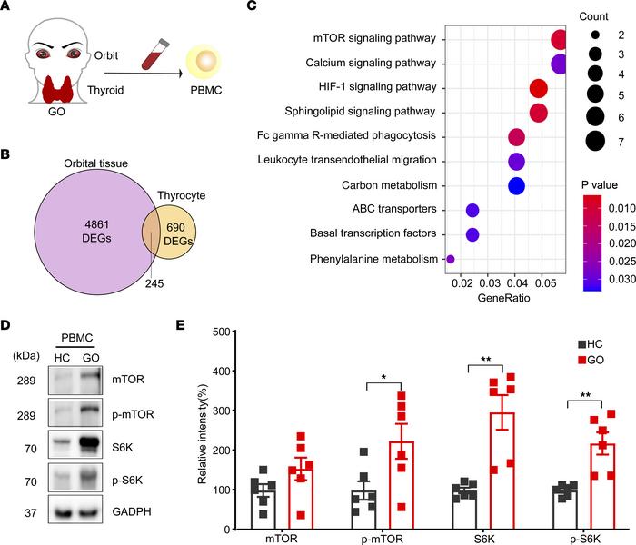 The mTORC1 signaling pathway is upregulated in the orbital tissue, thyro...