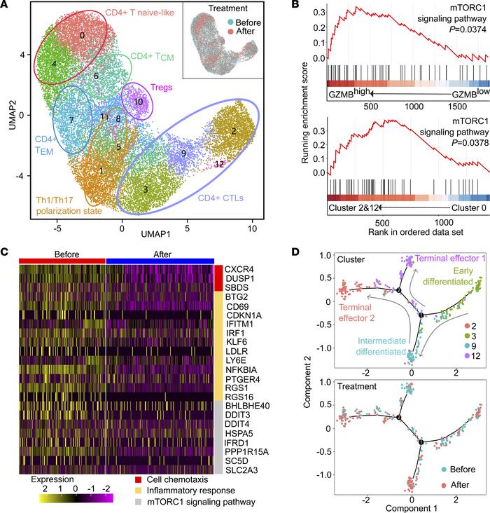 Single-cell sequencing of CD4+ T cells demonstrates rapamycin suppresses...