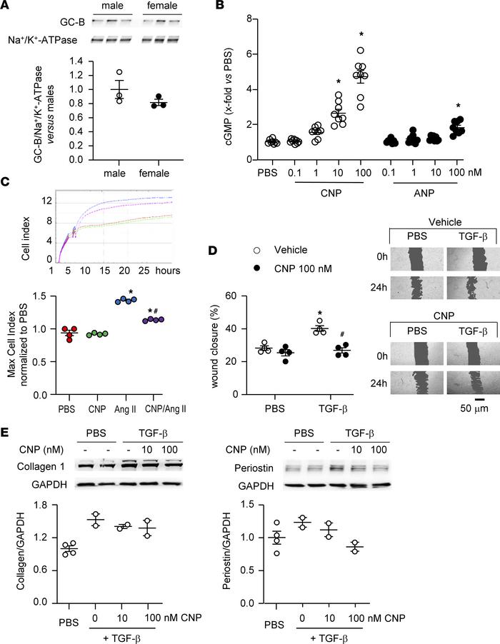 CNP/GC-B/GMP signaling in cultured human cardiac fibroblasts.
Studies we...