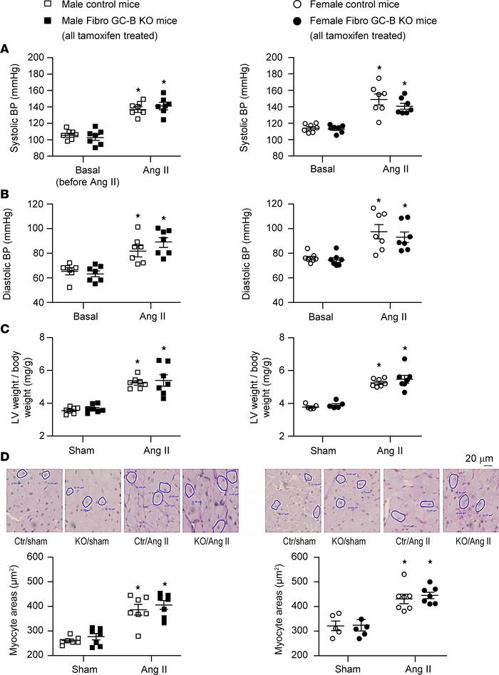 Effects of Ang II infusion via osmotic minipumps for 2 weeks on arterial...