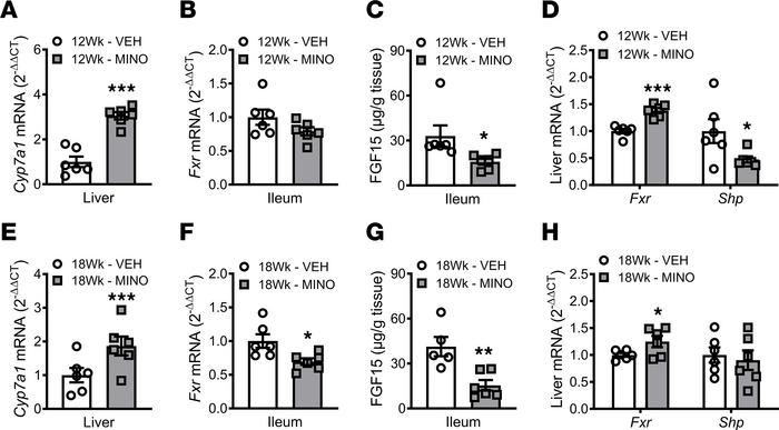 Minocycline causes a sustained disruption of the intestinal FXR/FGF15 ax...