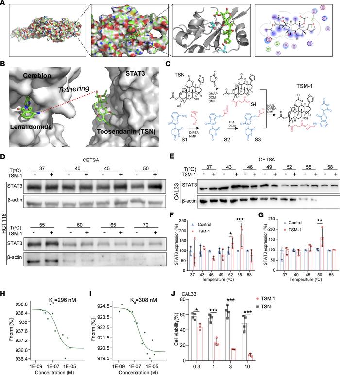 Design, synthesis, and screening of TSMs derivatives.
(A) Computer simul...